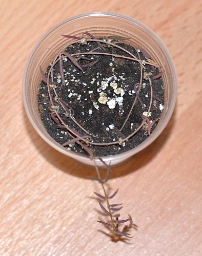 DSC_9369.JPG