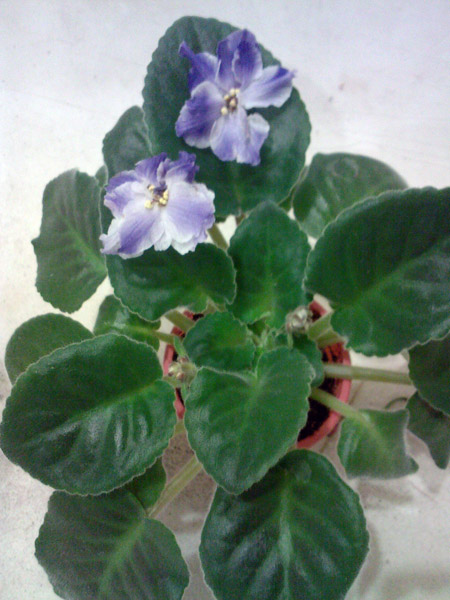 SP_A7585.jpg