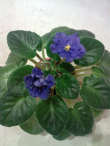 SP_A7586.jpg