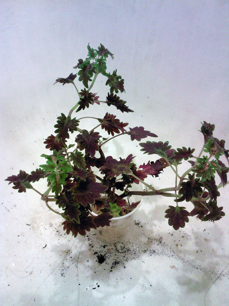 SP_A7601.jpg