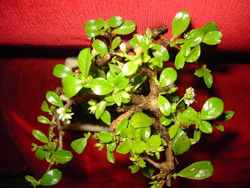 PICT7763.jpgюю.jpg