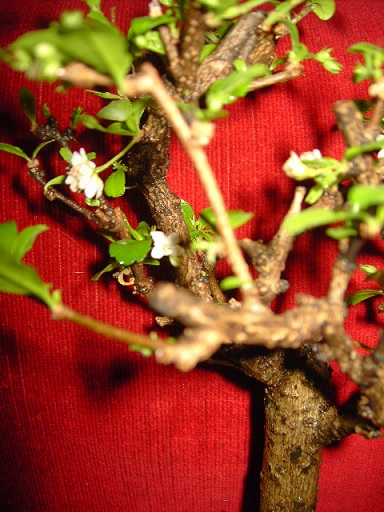 PICT7753.jpgюю.jpg