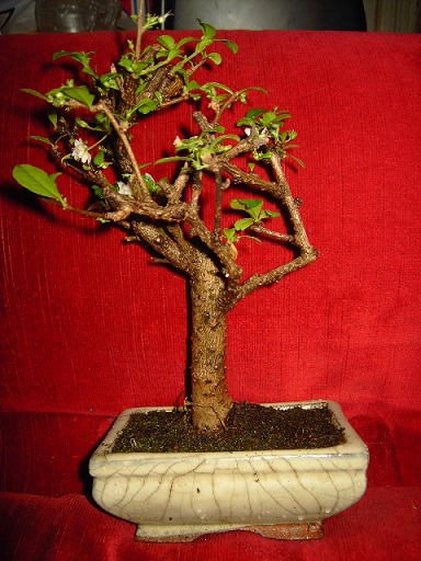 PICT7750.jpgюю.jpg