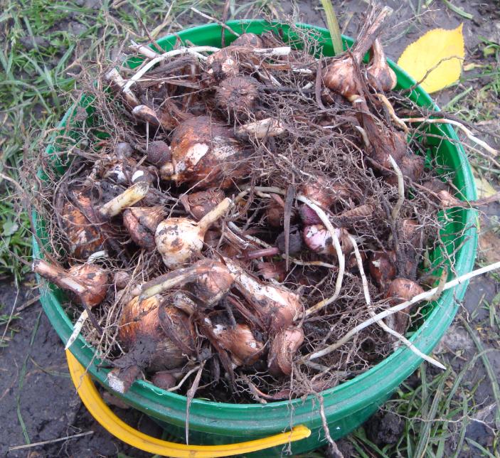 клубни.jpg
