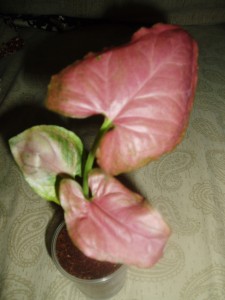P1010043И.JPG