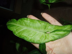 P1010071.JPG