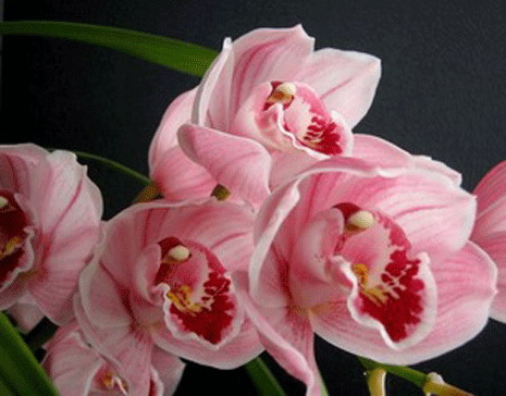 Cymbidium Lucky Rainbow Saint Lapine.jpg