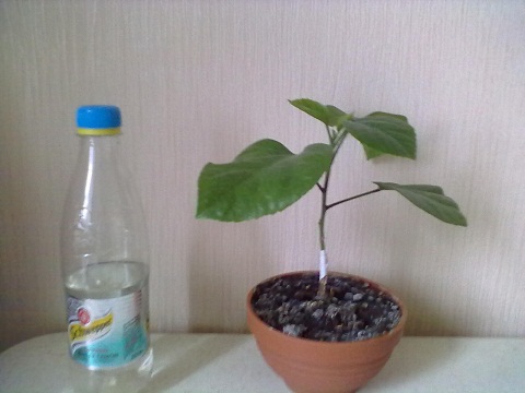 05112012339.jpg
