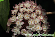 Hoya-cv-Jenifer-s.jpg