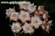 Hoya-aff-rigida-EPC-605-s.jpg