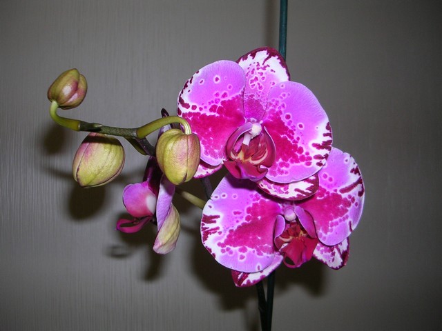 DSCN8706.JPG