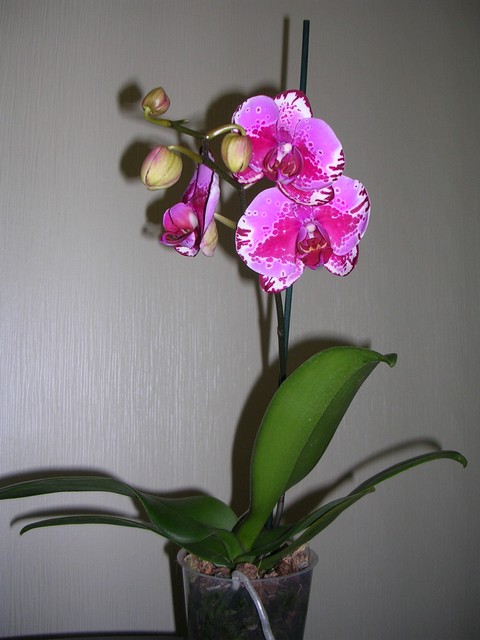 DSCN8707.JPG