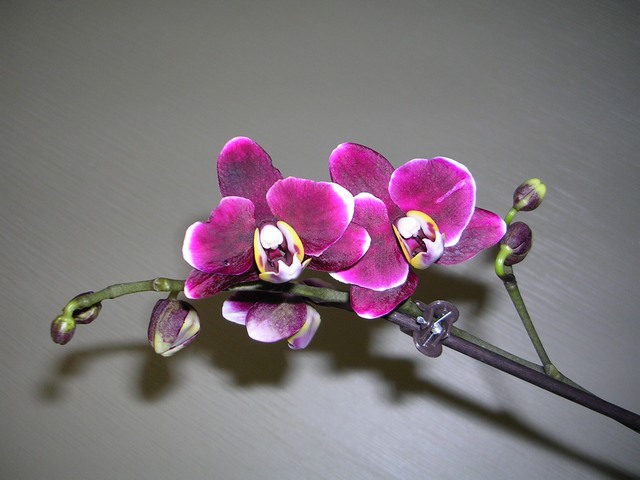 DSCN8708.JPG