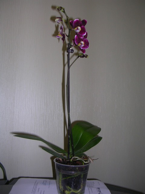 DSCN8709.JPG