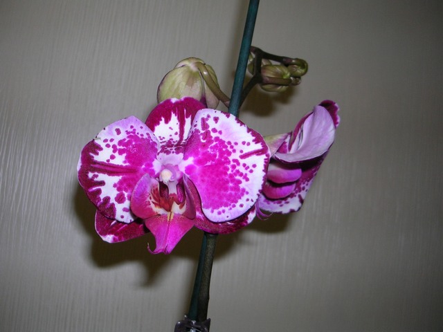 DSCN8714.JPG