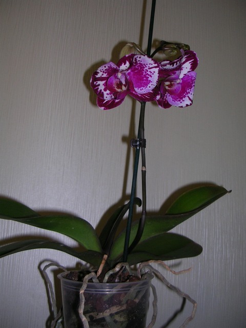 DSCN8716.JPG
