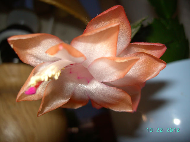 getImage (1)6y3.jpg