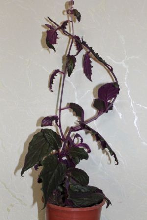 IMG_8393.jpg