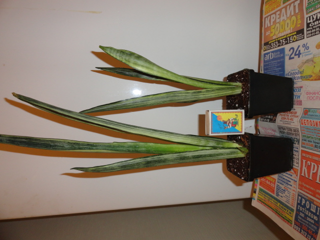 DSC02214.JPG