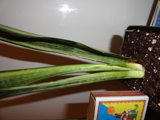 DSC02212.JPG