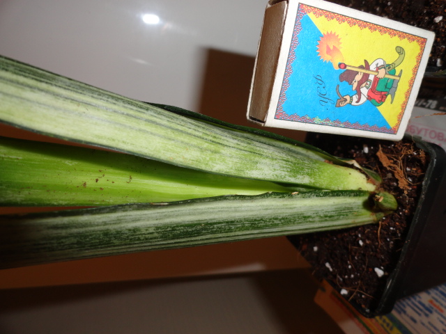 DSC02215.JPG