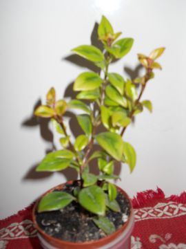 DSCN3347.jpg