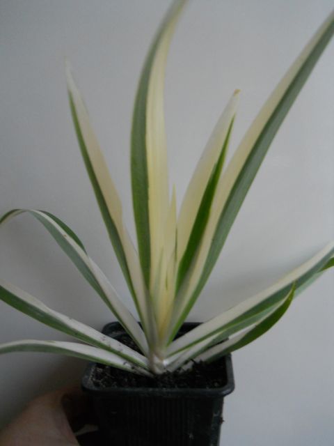 DSCN3367 (2).jpg