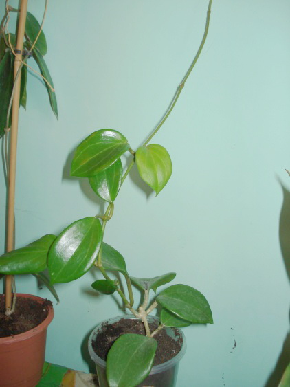 DSC04375.jpg