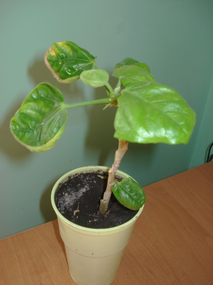 DSC04378.JPG