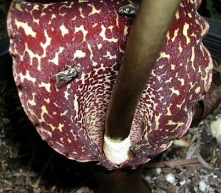 Sauromatum guttatum_.jpg