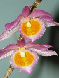 Dendrobium loddigesii__.JPG