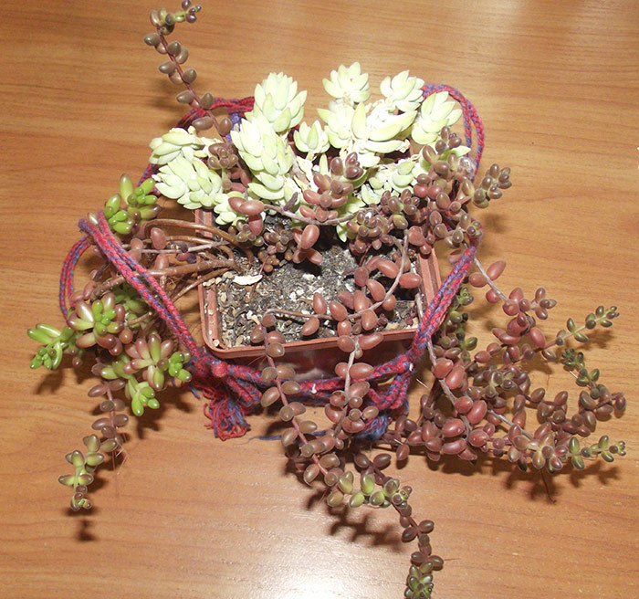 sedum.jpg