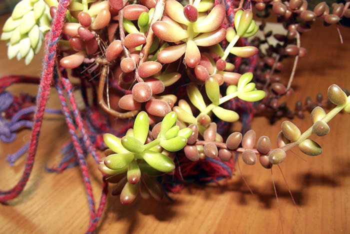 sedum2.jpg