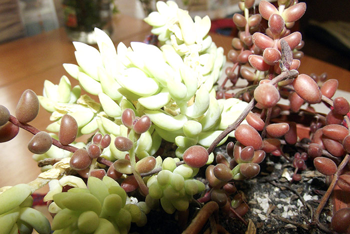 sedum3.jpg