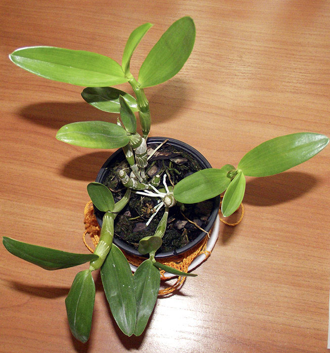 Dendrobium.jpg