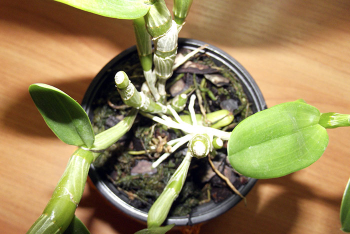 Dendrobium2.jpg