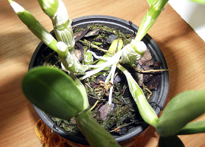 Dendrobium3.jpg