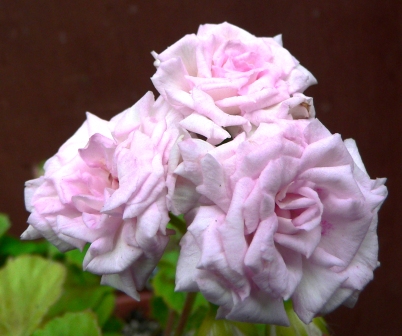 file_1006.JPG