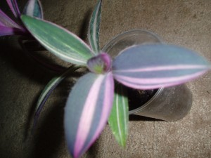 P1010236ж.JPG