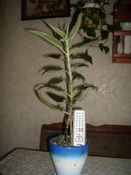 P1011826_thumb.jpg