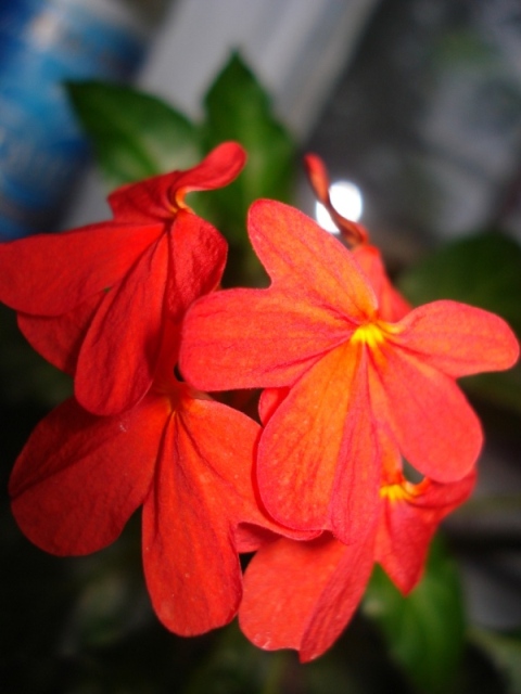 DSC07660.JPG