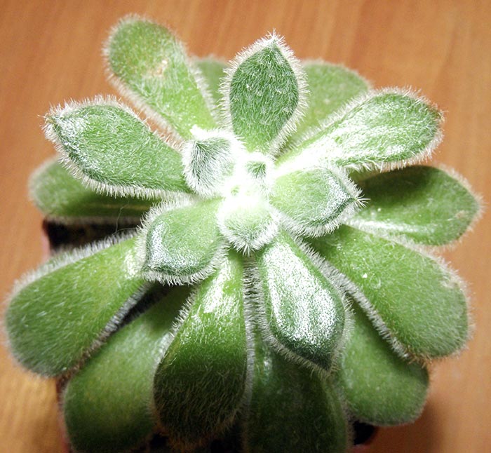 echeveria_setosa.jpg