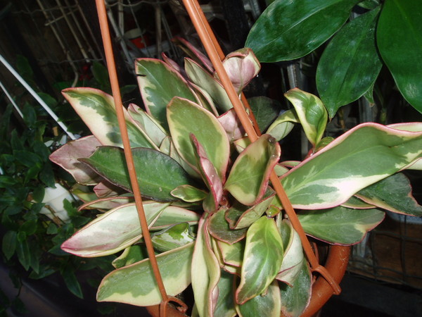 P1010237.JPG