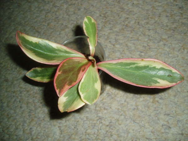P1010020э.JPG