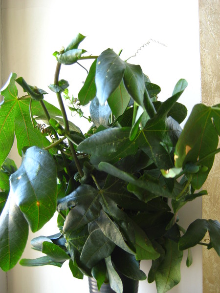IMG_5677.JPG