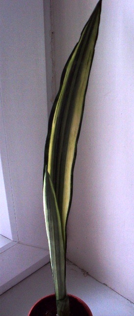 Sansevieria trifasciata ‘Bantel’s Sensation’ деленка 120.jpg