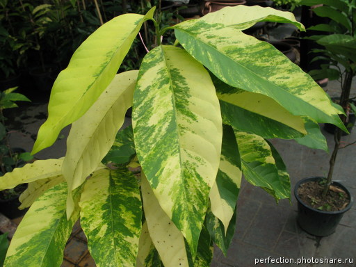 Magnolia alba variegata.jpg