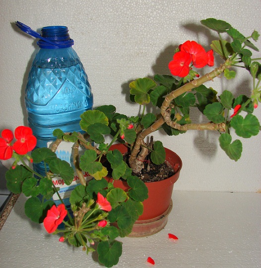 DSC04953pel1f.jpg
