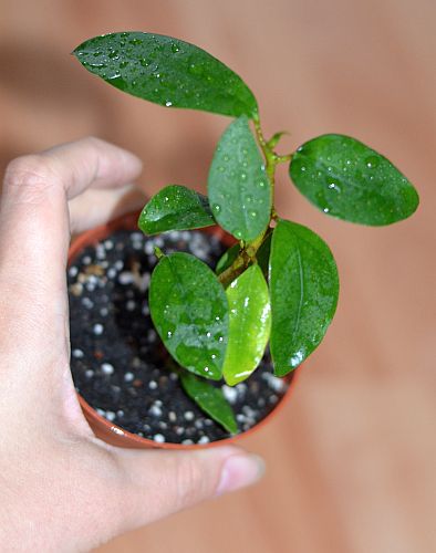 DSC_9363.JPG