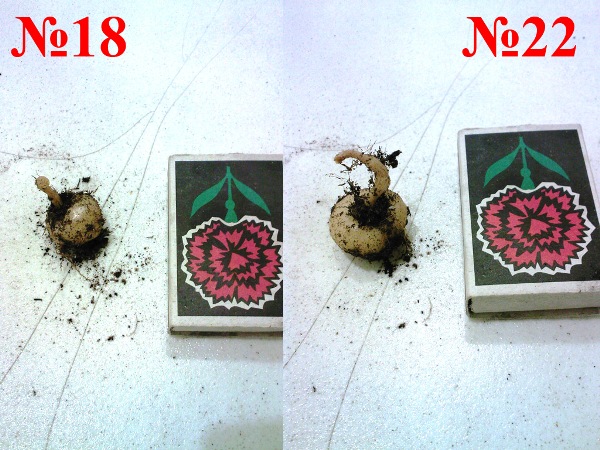 глокс 18-22.jpg